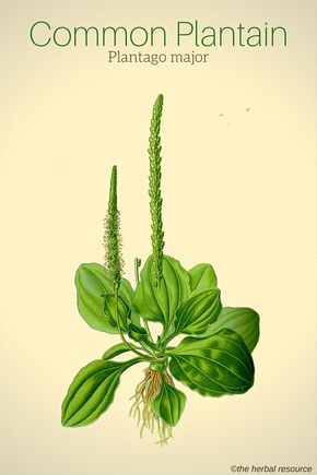 Plantain Plantago major Plantain Herb, Medical Herbs, Herbal Plants, Healthy Herbs, Herbal Apothecary, Healing Plants, Herbal Healing, Herbs For Health, Wild Plants