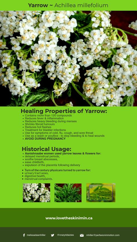 Benefits Of Yarrow Tea, Yarrow Tincture Benefits, Yarrow Benefits Witchcraft, Yarrow Plant Benefits, Yarrow Tea Benefits, Yarrow Magical Properties, Yarrow Benefits, Herbalism 101, Benefits Of Yarrow