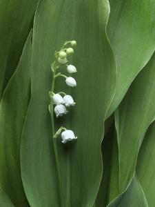 Anna Miller Art: Prints, Paintings, Posters & Wall Art | Art.com Anna Miller, Lily Of The Valley Flowers, Flower Close Up, Valley Flowers, Flower Arrangements Simple, Arte Sketchbook, Plant Species, Lily Flower, Lily Of The Valley