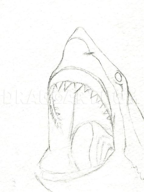 How To Draw A Shark Head, Step by Step, Drawing Guide, by finalprodigy | dragoart.com How To Sketch Animals Step By Step, Simple Drawing Of Animals, Realistic Ocean Drawing, Big Shark Drawing, Cool Ocean Drawings, Drawing Shark Easy, Cool Shark Drawings, Ocean Animals Drawing Realistic, How To Draw Sea Animals Step By Step