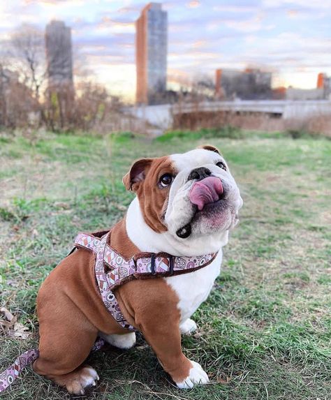 American Bully Dog, American Bulldog Puppies, Pet Cows, Cute Bulldog Puppies, Dog Bulldog, Bulldog Mascot, Bulldog Pics, Bulldog Funny, Dog Photoshoot