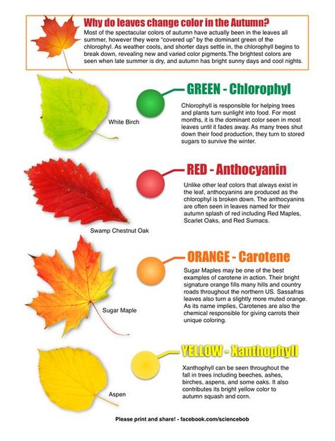 Leaf colors ~ Red, orange, & yellow are present in leaves at all times. During the growing season green chlorophyll dominates, until it begins to break down in the fall allowing the other pigments to be seen. #anthocyanin #carotene #xanthophyll #autumn Fall Science, Tree Study, Plant Science, Preschool Science, Color Worksheets, Homeschool Science, Nature Study, Photosynthesis, Science Classroom