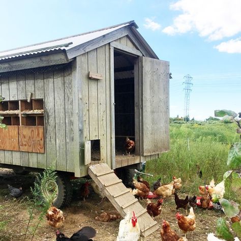 Chic Chicken Coop, Coop And Run Ideas, Chicken Coop And Run Ideas, Unique Chicken Coop, Chicken Coop Decorations, Vintage Chicken Coop, Chicken Coop Plans Free, Hen Coop, Mobile Chicken Coop