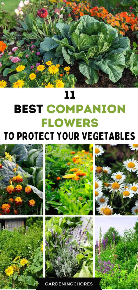 11 Best Flowers To Plant In Your Vegetable Garden To Keep Crops Healthy And Pest-Free Flowers For Garden Pest Control, Plant Advice, Common Garden Plants, Pest Control Plants, Flowers To Plant, Companion Gardening, Log Planter, Garden Companion Planting, Natural Pest Control