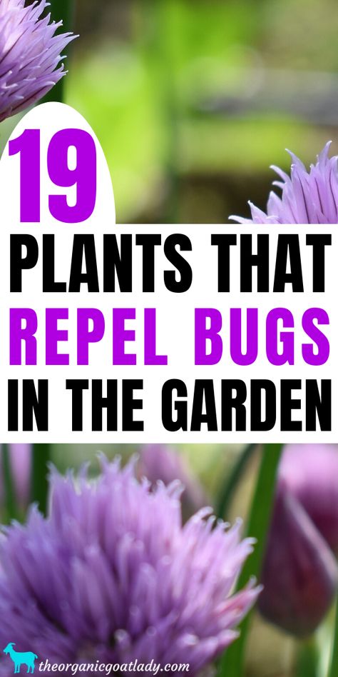 Pests In The Garden, Flowers That Repel Insects, Plants To Repel Bugs, Bug Repellent Plants, Mini Homestead, Bee Repellent, Homestead Projects, Insect Repellent Plants, Best Plants For Shade