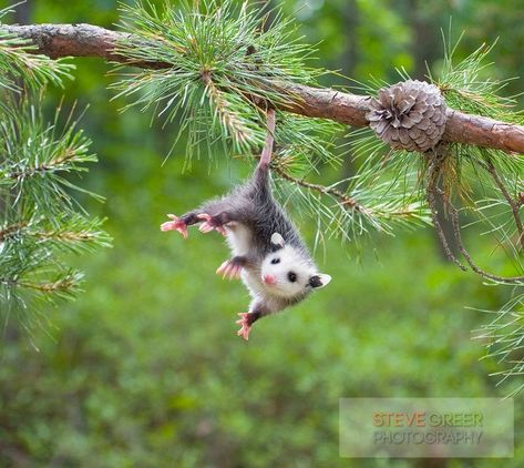 Adult opossums do not hang from trees by their tails, as sometimes depicted, although babies may hang briefly while climbing. ~ Possum Possee Baby Opossum, Baby Possum, Awesome Possum, Woodland Creatures, Cute Creatures, Sweet Animals, Animal Planet, Shiba Inu, Animals Friends