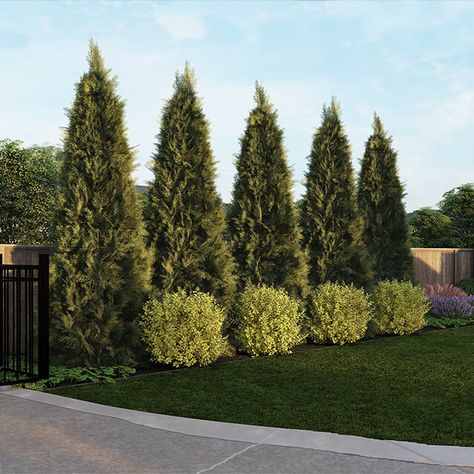 Warm-Climate Privacy Kit Gardener Design, Planning Garden, Thuja Green Giant, Fence And Gate, Planters Garden, Privacy Plants, Gardening Landscaping, Zen Gardens, Privacy Landscaping