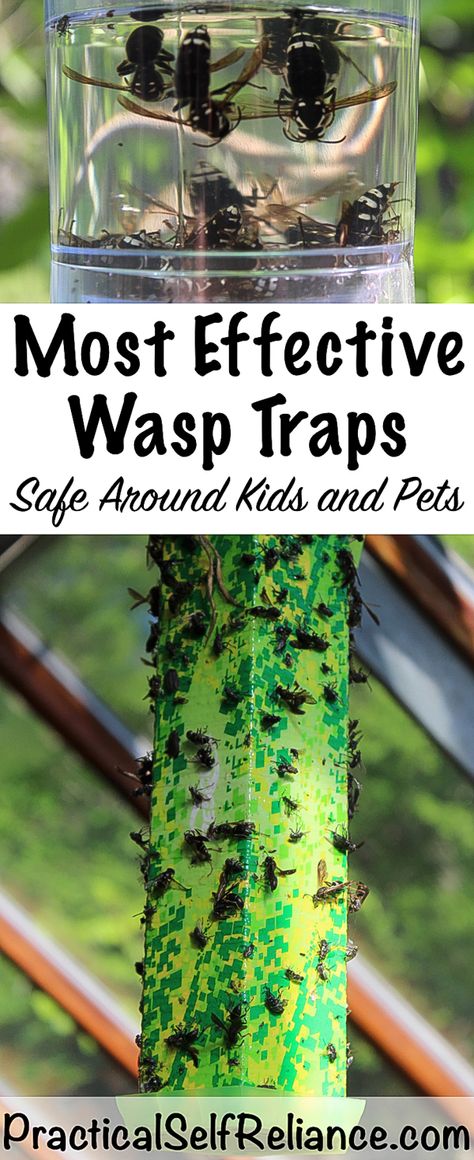 Best Wasp Traps Wasp Trap, Wasp Traps, Homesteading Diy, Kids And Pets, Fly Repellant, Natural Pest Control, Homestead Survival, Backyard Farming, Grow Your Own Food