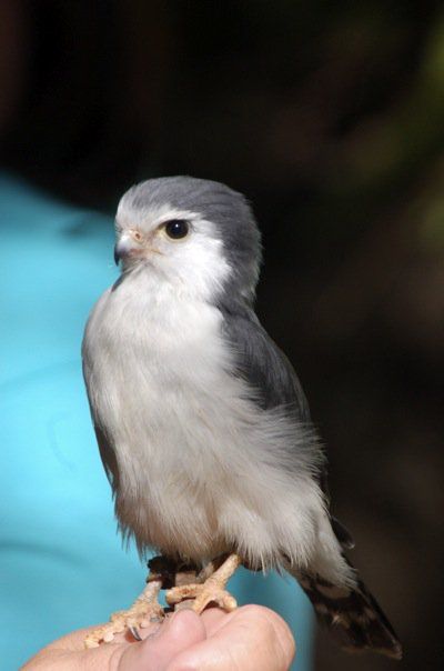 Pygmy Falcon, or African Pygmy Falcon (Polihierax semitorquatus), is a falcon that lives in eastern and southern Africa and is the smallest raptor on the continent. As a small falcon, only 19 to 20 cm long, it preys on insects, small reptiles, and small mammals. Pygmy Falcon, Small Mammals, Owl Wings, Different Types Of Animals, Bird Facts, Wild Animals Pictures, Flightless Bird, All Birds, Southern Africa