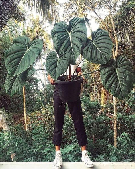 Philodendron Pastazanum, Tanaman Indoor, Plant Goals, Philodendron Plant, Plants Are Friends, Plant Aesthetic, House Plants Indoor, Pretty Plants, Plant Mom