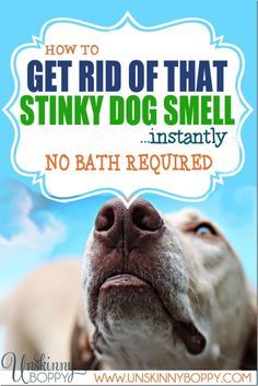 How to get rid of stinky dog smell - no bath necessary! Cat Pee Smell, Smelly Dog, Stinky Dog, Dog Spray, Dog Remedies, Dog Smells, Dog Odor, Dog Bath, Dog Fence