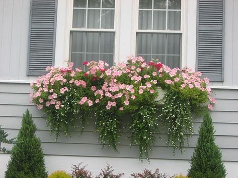 Maureen_Joe02-WindowBoxes Outdoor Window Shutters, Window Shutters Exterior, Outdoor Shutters, Summer Window, House Shutters, Window Box Flowers, Shutters Exterior, Window Shutters, Window Room