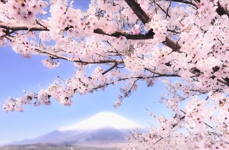 pink cherry blossoms Cherry Blossom Header, Pink Cherry, Cute Anime Profile Pictures, Anime Profile, Laptop Wallpaper, Profile Pictures, Cherry Blossoms, Cherry Blossom, Profile Picture