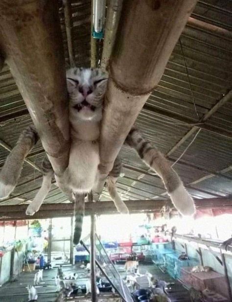 Sleeping In Weird Places, Cat Falling, Weird Places, Cats Sleeping, Word Cat, Heartwarming Pictures, Funny Cat Memes, Cat Sleeping, Sphynx