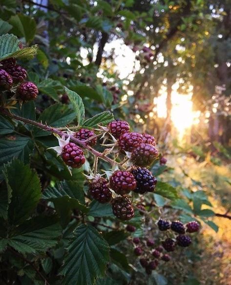 Blackberry Bush, Blackberry Farms, Brambly Hedge, Camera Photos, Insta Pics, Summer Theme, Fruit And Veg, Edible Garden, Autumn Aesthetic