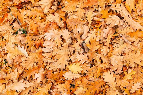 Texture of autumn leaves. Yellow oak leaf litter on the floor in stock image Leaf Litter, Forest Falls, Park Forest, Photo Texture, Oak Leaves, Oak Leaf, Yellow Leaves, On The Floor, The Floor