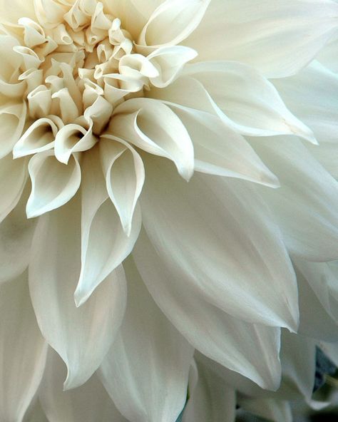 dahlia White Dahlia, Dahlias Garden, Macro Flower, Dahlia Flower, Flower Display, White Gardens, Flower Farm, Flower Bouquet Wedding, Flower Images