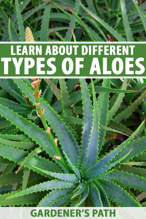 Did you know that there are hundreds of different aloe varieties, some ideal for cultivating as houseplants and others suitable for water-wise landscapes? Learn about the different types of aloe, and discover which will best suit your needs and spark your interest now on Gardener's Path. #aloe #succulents #gardenerspath Types Of Aloe Vera Plants, Aloe Garden Landscaping, Types Of Aloe Plants, Aloe Garden, Aloe Plant Care, Water Wise Landscaping, Vegetable Benefits, Waterwise Garden, Cactus Types