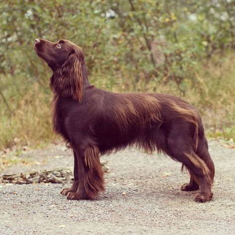 FIELD SPANIEL @dixieandlotta© #wdogsintheworld Red And White Setter, Field Spaniel, Unique Dog Breeds, Dream Dog, Purebred Dogs, Water Dog, Dog Photography, Mans Best Friend, Spaniel