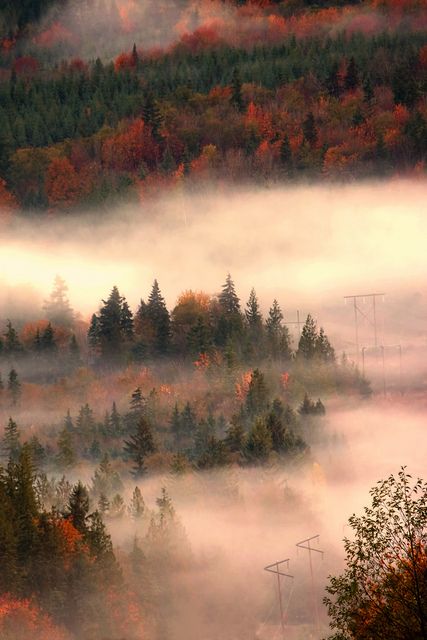 Autumn Mist,Sunshine Coast, British Columbia, Canada Foggy Forest, Autumn Beauty, British Columbia Canada, Sunshine Coast, Scenic Views, Color Themes, Amazing Nature, Rocky Mountains, British Columbia