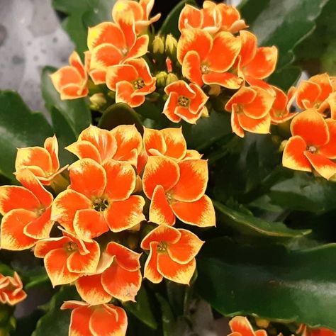 What is a Flaming Katy—Kalanchoe Blossfeldiana Flaming Katy, Kalanchoe Plant, Kalanchoe Blossfeldiana, Succulent Collection, Florida Gardening, Succulent Garden Diy, Soft Life, Agaves, Drought Tolerant Plants