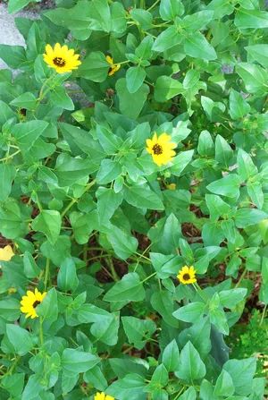 Grow dune sunflowers for sunny blooms and drought tolerant plants Dune Sunflower, Ground Orchids, Plant Bugs, Easy Plants To Grow, Ground Cover Plants, Drought Tolerant Plants, Easy Plants, Butterfly Garden, Drought Tolerant