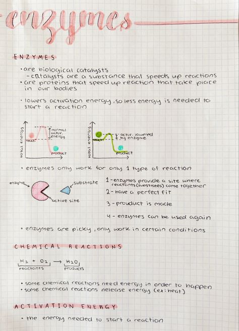 Enzymes Biology, Color Coding Notes, Calligraphy Cursive, Neet Notes, Biology Diagrams, Science Diagrams, Learn Biology, Biology Revision, A Level Biology
