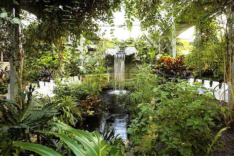 Cambridge Butterfly Conservatory Wedding Ceremony Area. It is the perfect place for a garden style ceremony. Butterfly Conservatory, Conservatory Wedding, Diy Wedding Ideas, Small Weddings, Fancy Wedding Dresses, Indoor Gardens, Butterfly Wedding, Small Intimate Wedding, Unique Wedding Venues