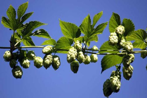 Celebrating Hops: Two Sweet Treats Restless Leg, Humulus Lupulus, Restless Leg Syndrome, Herbal Recipes, Two Sweet, Edible Plants, Rose Tea, Healing Herbs, Beer Gifts