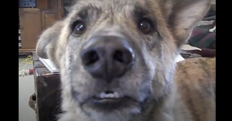 Hilarious Talking Dog Dubbed “Best Video On The Internet” Talking Dog Video, Funny Talking Dog, Old But Gold, Talking Dog, Talking Animals, Dog Video, Poor Dog, Dog Stories, Cat Treats