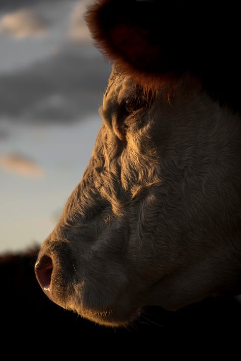 #Hereford #cow #print taken on a Waikato farm in #NewZealand #etsy #walldecor #wallart #cattle Cattle Ranch Aesthetic, Branding Cattle, Cows Aesthetic, Cattle Photography, Texas Illustration, Beef Cows, Farm Wallpaper, Old John Deere Tractors, Hereford Cows