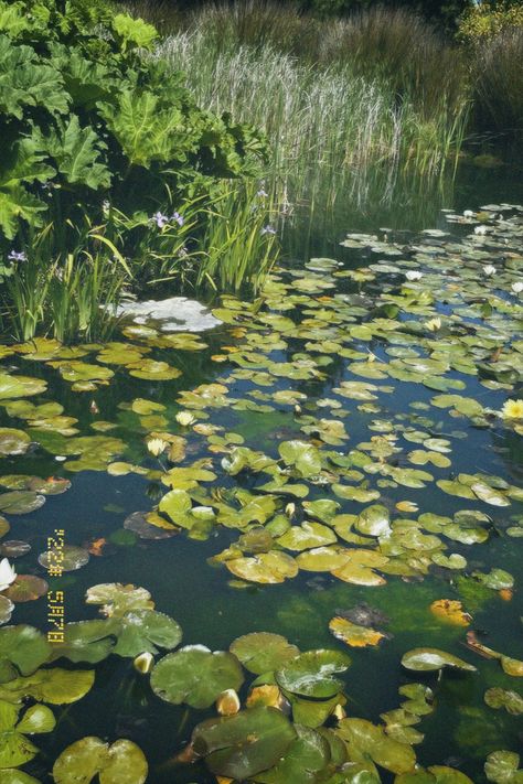 How cute are these lily pads 🥹 #lilypad #aesthetic #filmcamera #filmmaking #sanfrancisco #wallpaper #lockscreen #homescreen Lilypad Wallpaper, Lilypad Aesthetic, Film Camera, Lily Pads, Filmmaking, Aesthetic Wallpapers, Lily, Water, Green