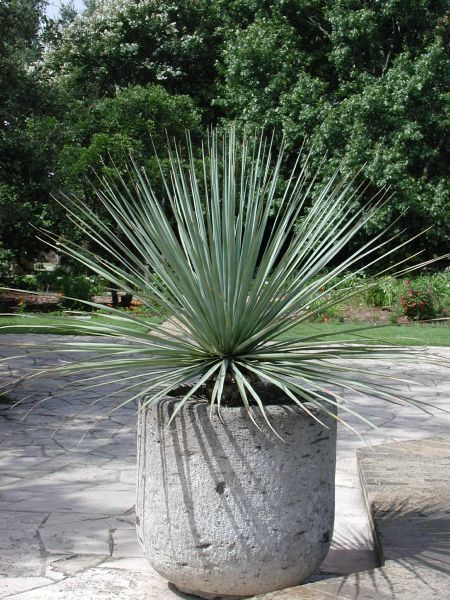 Nolina nelsonii Nolina Nelsonii, Pond Entrance, Plants Combination, Repulse Bay, Balcony Gardens, Modern Gardens, Plant In Pot, Rock House, House Backyard