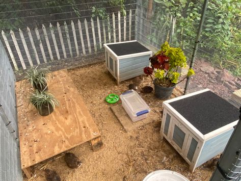 Quail Pens On The Ground, Natural Quail Coop, Plants For Quail Pen, Quail Ground Pen, Quail Hideout, Quail Shelter, Quail Pen Ideas Diy, Quail Run Ideas, Button Quail Housing Indoor