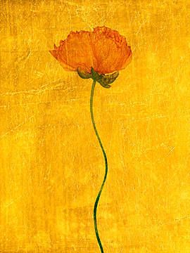 Michael Wissing, Aurum IX, 2005 / 2013 © www.lumas.com/ #Lumas Flower Poster, Still Life Photographers, Botanical Painting, Yellow Aesthetic, Orange Flower, Art Event, Mellow Yellow, Magazine Art, Photography Print