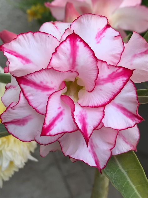 Cute Garden Ideas, Desert Rose Plant, Seeds Color, Tattoo Photography, Alcohol Ink Crafts, Liquid Fertilizer, Planting Roses, Community Gardening, Desert Rose