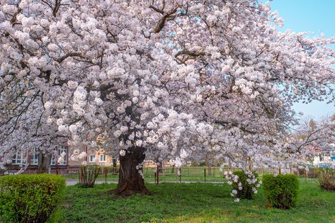 Prunus Yedoensis, Yoshino Cherry Tree, Ornamental Cherry, Flowering Cherry Tree, April Flowers, Southern Indiana, Cherry Trees, Plant Diseases, Tree Care