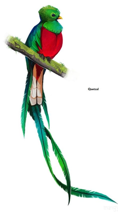 Quetzal Tattoo, Guatemalan Art, Jungle King, Fauna Illustration, Forest Conservation, Aztec Tattoo Designs, Jesus Drawings, Mayan Art, Aztec Tattoo