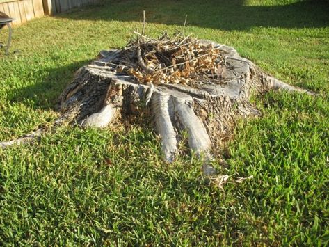 6 DIY Fire Pits that Can be Done in One Weekend | How To Build It Tree Stump Fire Pit, Stump Fire Pit, Diy Fire Pits, Stone Fire Pit, Diy Tree, Diy Fire Pit, Old Tree, Tree Stump, Amazing Ideas