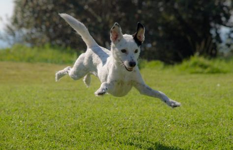 National Days Archives | Pet Plate White Dog Breeds, Dog Friendly Backyard, Lure Coursing, Jumping Dog, Sporting Dogs, Senior Dog, White Dogs, Golden Retrievers, Dog Show