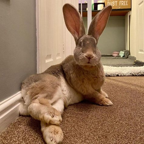 Big Bunny Giant Rabbit, Funny Bunny Pictures, Giant Rabbit Breeds, Big Bunnies, French Lop Rabbit, Flemish Giant Rabbit, Giant Rabbit, Giant Bunny, Rabbit Life