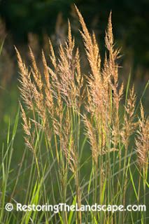 Ecological Landscape, Grass Alternative, Patio Edging, Dream House Garden, Native Grasses, Water Wise Plants, Habitat Garden, Piet Oudolf, Perennial Grasses