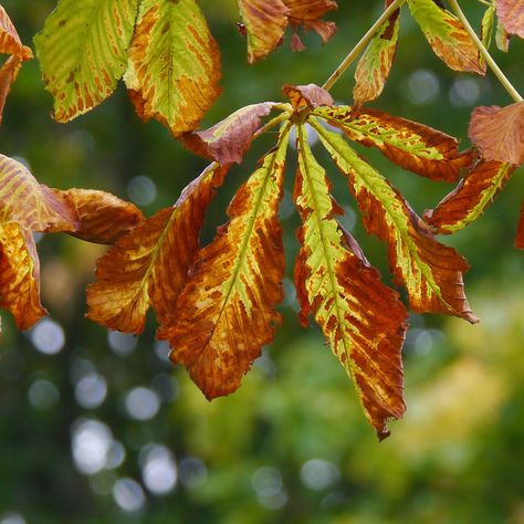 Horse Chestnut Leaves (Russell J, 2014) Horse Chestnut Leaves, Chestnut Leaf, Germany Poland, Horse Chestnut, Horse Dressage, Chestnut Horse, European Countries, Natural Forms, Belarus