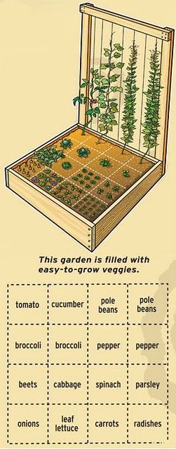 Plantarea Legumelor, نباتات منزلية, Starting A Vegetable Garden, Grow Vegetables, Square Foot Gardening, Garden Bed, Garden Layout, Veggie Garden, Gardening For Beginners