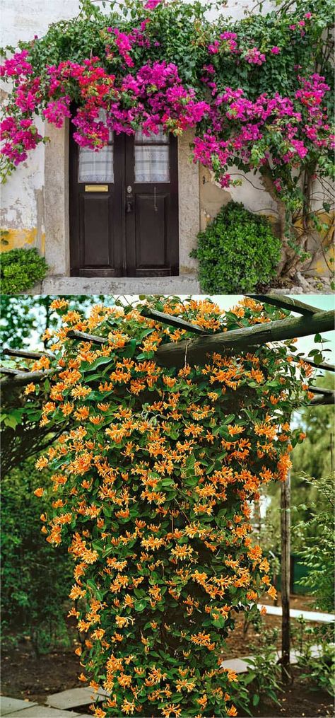 20+ Favorite Flowering Vines and Climbing Plants - A Piece Of Rainbow Vine Fence, Fast Growing Flowers, Climbing Flowers, Patio Pergola, Pergola Design, Garden Vines, Garden Shrubs, Climbing Vines, Flowering Vines