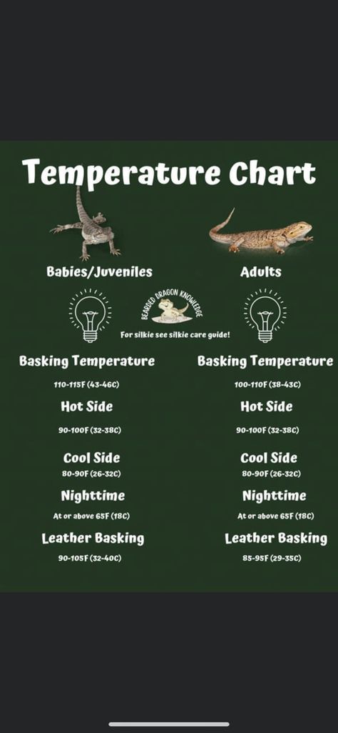 Bearded Dragon Temperature, Bearded Dragon Flooring, Bearded Dragon Terrarium Diy Dresser, Bearded Dragon Tank Set Up, 4x2x2 Bearded Dragon Enclosure, Bearded Dragon Need To Know, Bearded Dragon For Beginners, Bearded Dragon Terrarium Setup, Beardie Enclosure Ideas