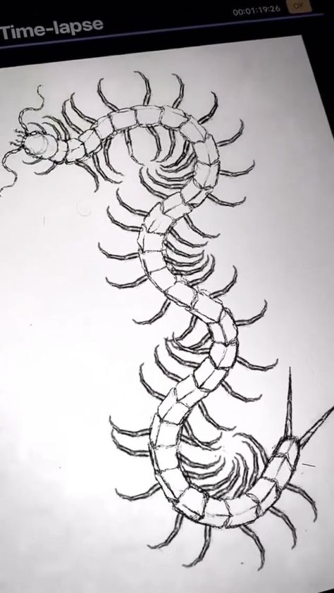 Creepy Centipede Drawing, Centipede Drawing Reference, Centipede Photography, Centepide Tattoo Drawing, Centipede Embroidery, Centapeid Tattoo Design, Kaneki Centipede Tattoo, Centipede Tattoo Design, Centipede Art