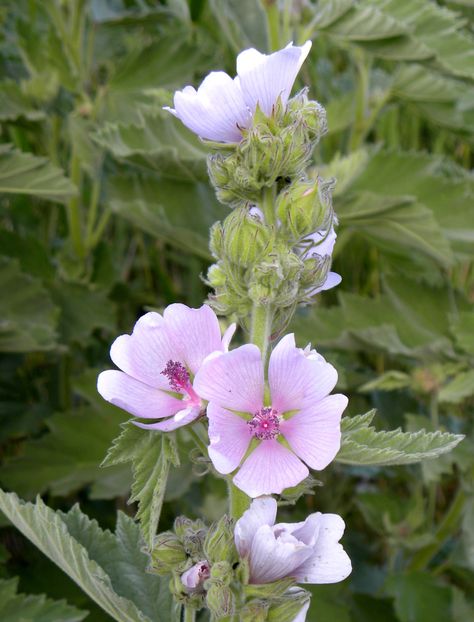 Marshmallow Althea officinalis Marshmallow Plant, Marsh Mallow, Althaea Officinalis, Lone Pine, Rare Seeds, Healing Plants, Perennial Herbs, Culinary Herbs, Bee Friendly