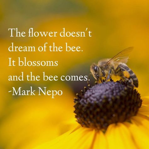 The flower doesn't dream of the bee. It blossoms and the bee comes. ~Mark Nepo #relation #flower #bee #life #blossom #quotes Quotes About Bees, Bee Quotes, Flower Quotes, Trendy Quotes, Save The Bees, The Bee, Food For Thought, Great Quotes, Wise Words