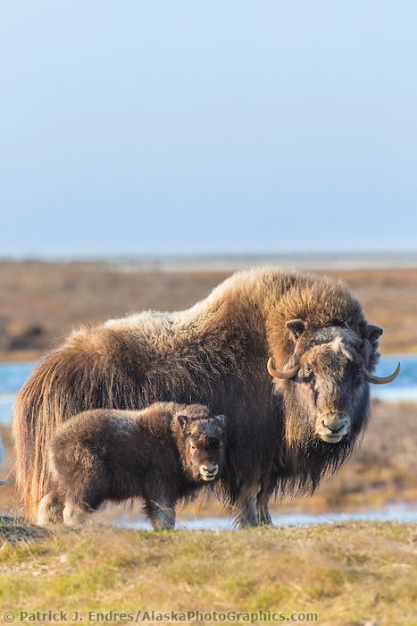 A young muskox calf and adult on the tundra of Alaska's arctic north slope. Alaska Animals, North American Animals, Wild Animals Photography, North American Wildlife, Musk Ox, American Animals, Little Creatures, Unusual Animals, Cute Animal Pictures